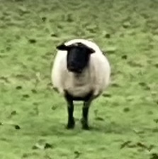 sheepish